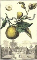 bergamotto botanical