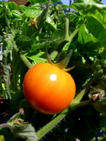tomatoes basil (c)2006 AEC