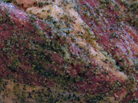 Tri-tip (c)2006 AEC