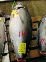 Tsukiji tuna (c)2006 AEC