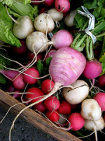 radishes (c)2006 AEC