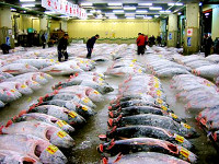 tsukiji (c)2005 CTC