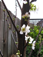 plum tree