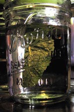 farmerbrown waterglass (c)2006 AEC