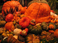 Bellagio pumpkins (c)2006 aec