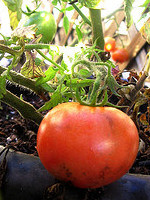 tomatoes in november (c)2006 AEC